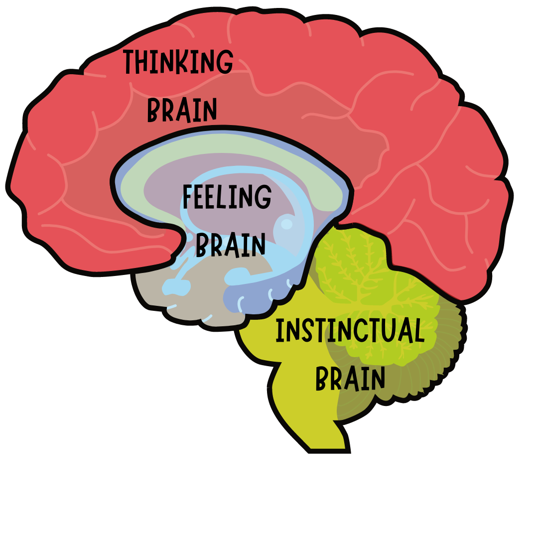 how-emotions-influence-the-brain-feellinks