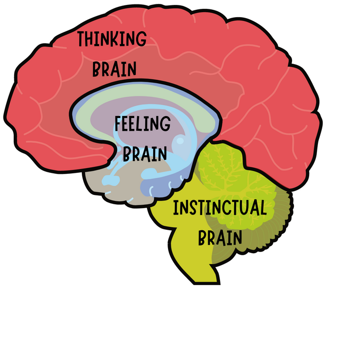 How Emotions Influence the Brain